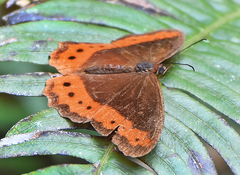 Oxeoschistus simplex