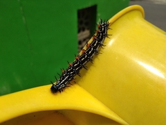 Doleschallia bisaltide