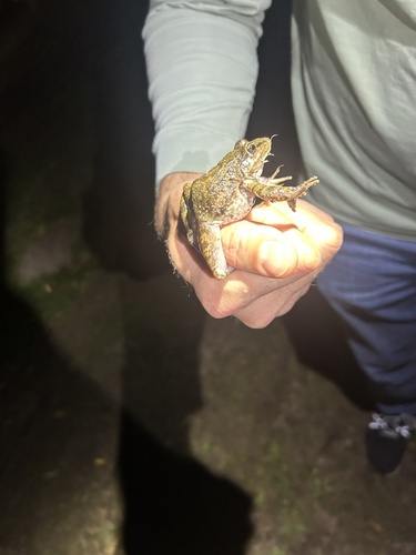 Cape River Frog
