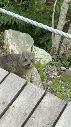 Rock Hyrax