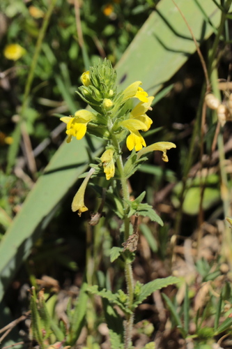 Yellow Glandweed