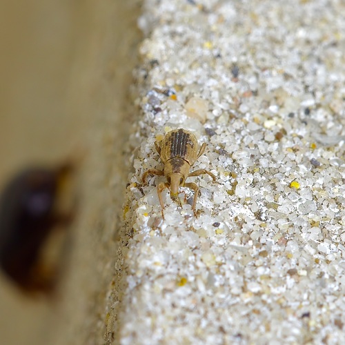 Rice Water Weevil photo 4