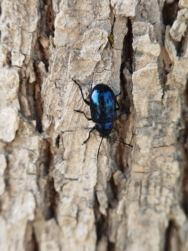 Chrysochus chinensis