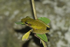 Chalcorana parvaccola