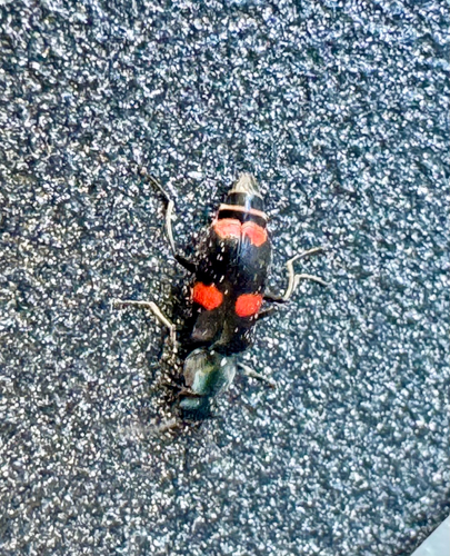 Anthocomus fasciatus