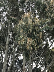 Eucalyptus nitens