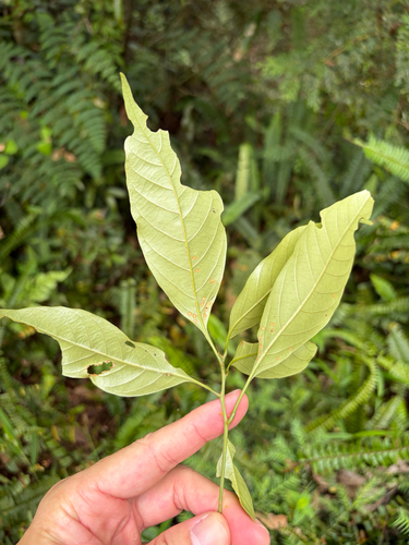 Lithocarpus lepidocarpus, photograph 6