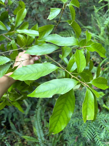 Lithocarpus lepidocarpus, photograph 3