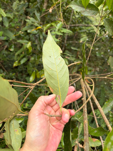 Lithocarpus lepidocarpus, photograph 4