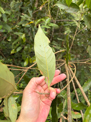 (c) 呂一起(Lyu yi-chi), some rights reserved (CC BY) Lithocarpus lepidocarpus, photograph (c) 呂一起(Lyu yi-chi), some rights reserved (CC BY)