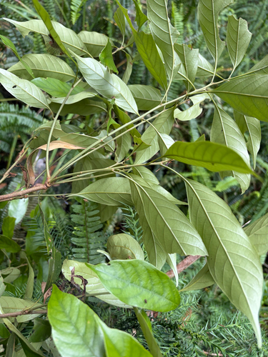 Lithocarpus lepidocarpus, photograph 2