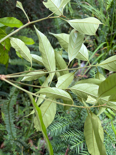 Lithocarpus lepidocarpus