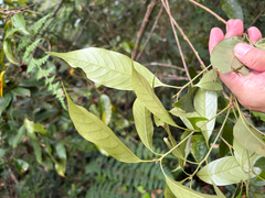 (c) 呂一起(Lyu yi-chi), some rights reserved (CC BY) Lithocarpus lepidocarpus, photograph (c) 呂一起(Lyu yi-chi), some rights reserved (CC BY)