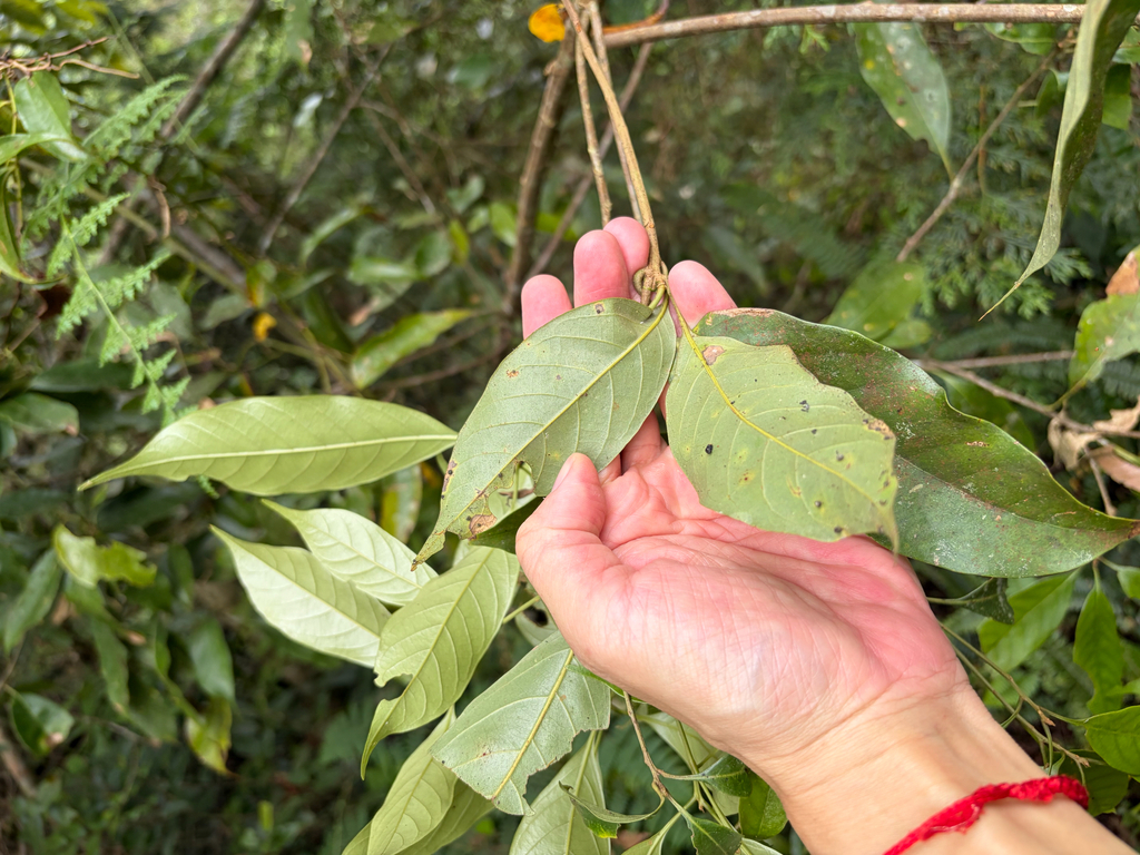 Lithocarpus lepidocarpus; photograph (c) 呂一起(Lyu yi-chi), some rights reserved (CC BY)