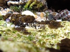 Bathygobius cocosensis