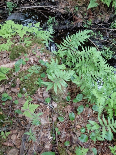 long beech fern
