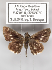Acleros mackenii olaus