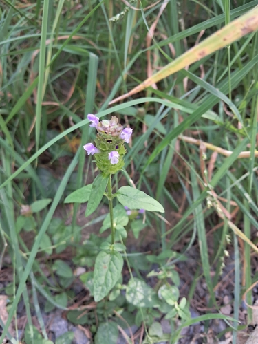common selfheal