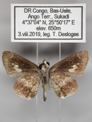 Acleros mackenii olaus