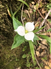 Pseudotrillium rivale