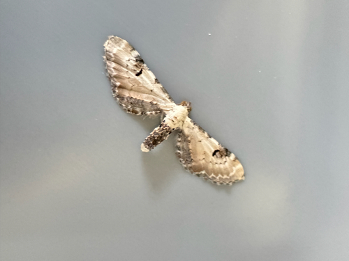 Lime-speck Pug