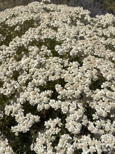 Chamomile-leaved Lavender-cotton