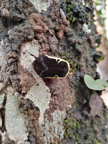 Gymnetis ramulosa image
