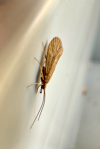 Small Red Sedge