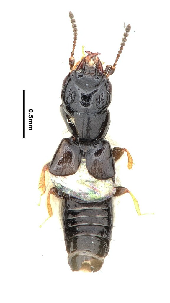 Platystethus spiculus