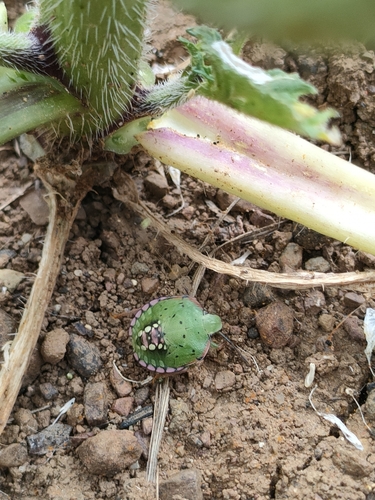 Southern Green Stink Bug