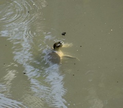 Trachemys decussata