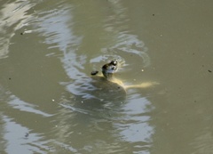 Trachemys decussata