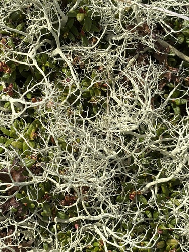 Green Witch's Hair