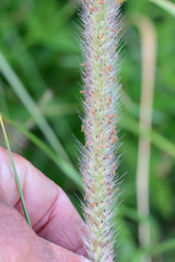 Setaria sphacelata sphacelata