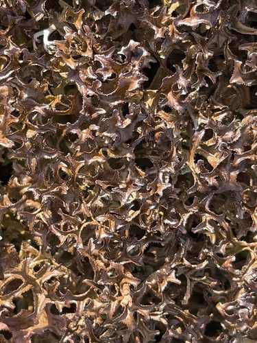 Iceland Lichen