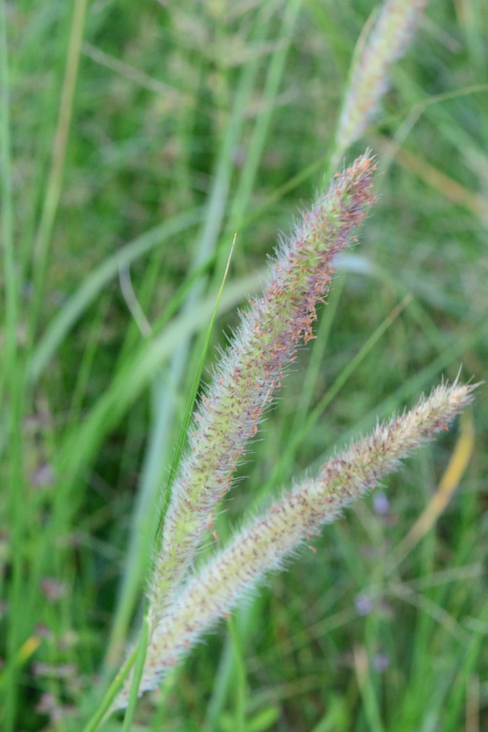 Setaria sphacelata var. sphacelata