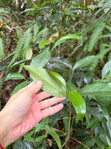 Diplospora dubia