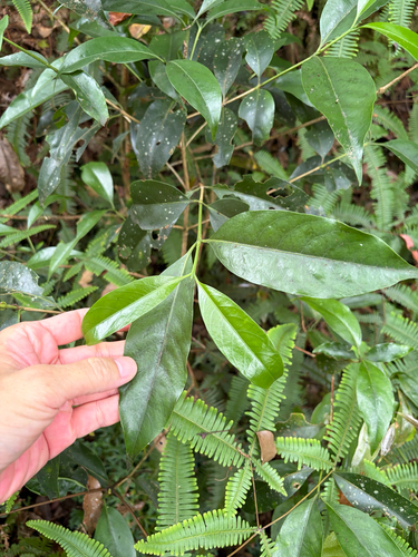 Diplospora dubia, photograph 2