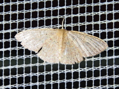 Pleuroprucha