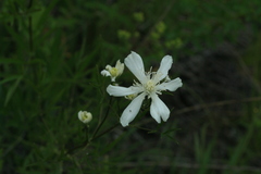 Clematis hexapetala