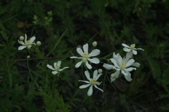 Clematis hexapetala