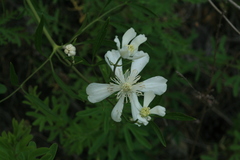 Clematis hexapetala