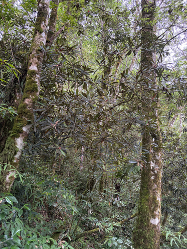 Rhododendron formosanum, photograph 4