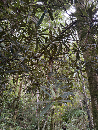Rhododendron formosanum, photograph 3