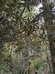 (c) 呂一起(Lyu yi-chi), some rights reserved (CC BY) Rhododendron formosanum, photograph (c) 呂一起(Lyu yi-chi), some rights reserved (CC BY)