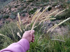 Setaria sphacelata sphacelata