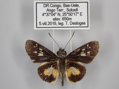 Andronymus helles
