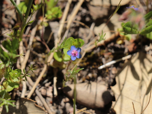 Blue Scarlet Pimpernel