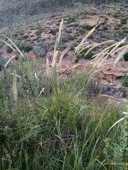 Setaria sphacelata sphacelata