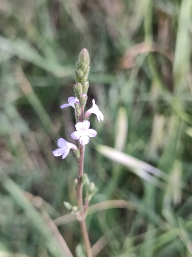 Common vervain